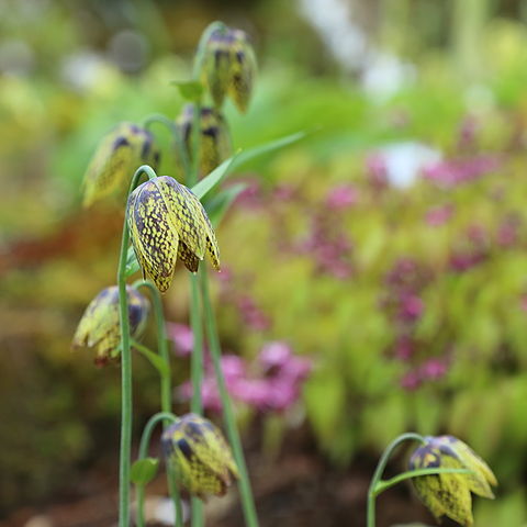 Fritillaria dagana unspecified picture