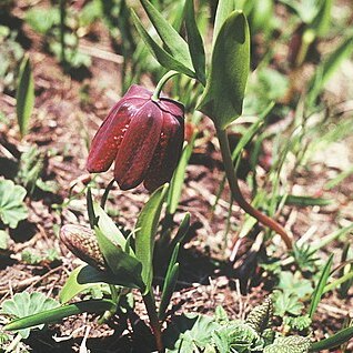 Fritillaria latifolia unspecified picture