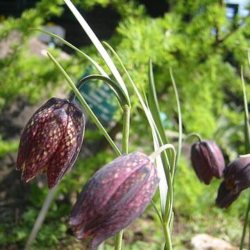 Fritillaria unspecified picture