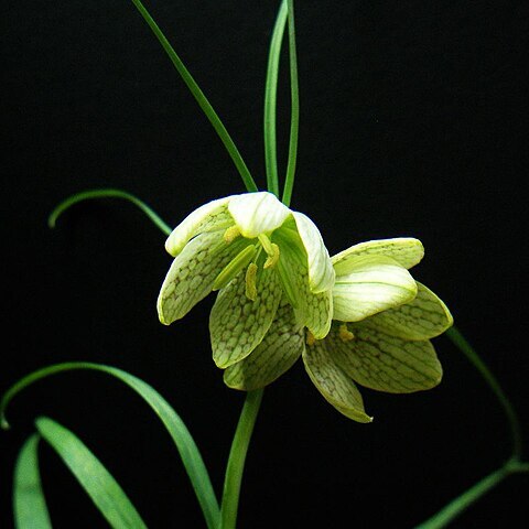 Fritillaria verticillata unspecified picture