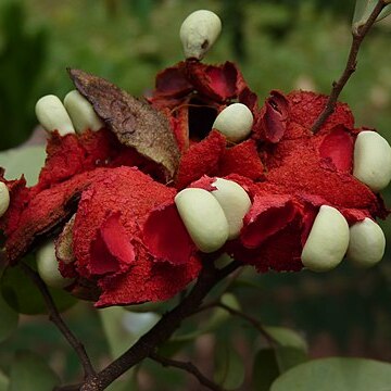 Xylopia parviflora unspecified picture