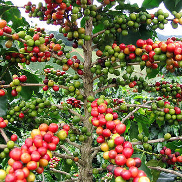 Coffea unspecified picture