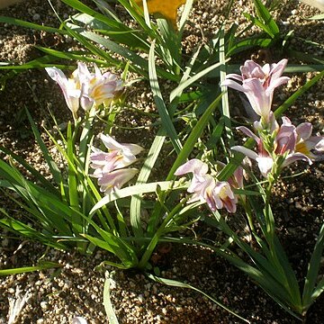 Freesia fucata unspecified picture