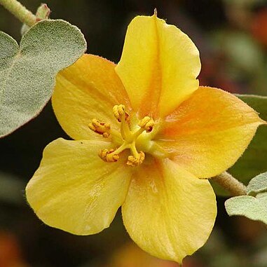 Fremontodendron unspecified picture