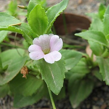 Gratiola peruviana unspecified picture