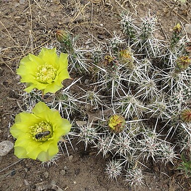 Grusonia clavata unspecified picture