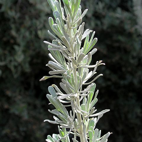 Artemisia tridentata subsp. tridentata unspecified picture