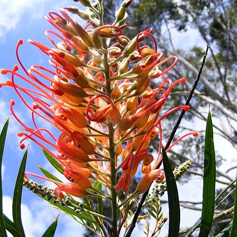 Grevillea unspecified picture