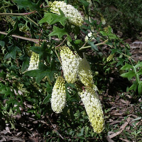 Grevillea flexuosa unspecified picture