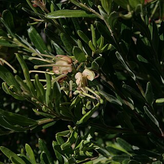 Grevillea granulosa unspecified picture