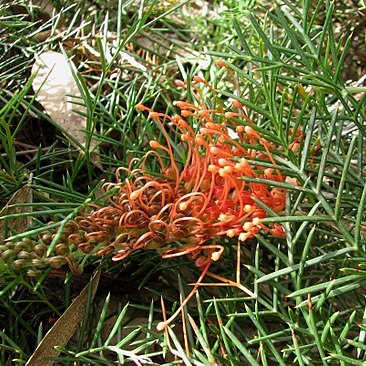 Grevillea nana unspecified picture