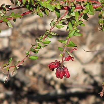 Grevillea oldei unspecified picture