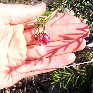 Grevillea spinosa unspecified picture