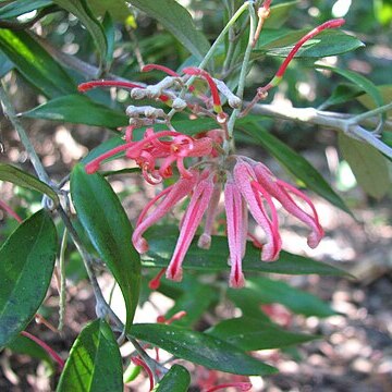 Grevillea parvula unspecified picture