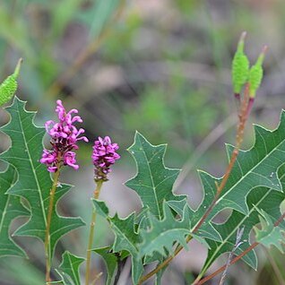 Grevillea quercifolia unspecified picture