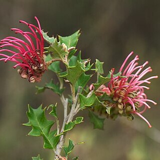 Grevillea aquifolium unspecified picture