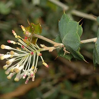 Grevillea amplexans unspecified picture