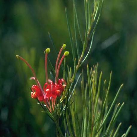 Grevillea acuaria unspecified picture