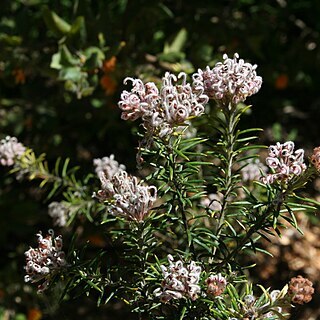 Grevillea acerata unspecified picture