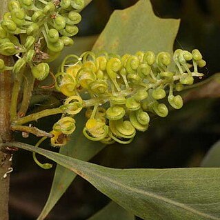 Grevillea agrifolia unspecified picture