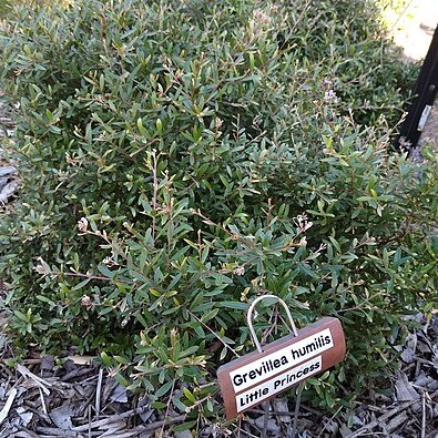 Grevillea humilis unspecified picture