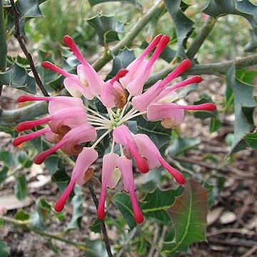 Grevillea insignis unspecified picture