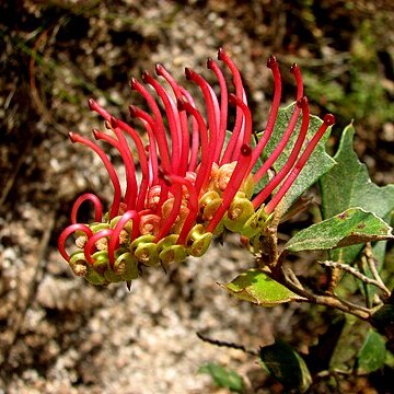 Grevillea infecunda unspecified picture