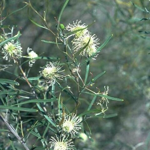 Grevillea commutata unspecified picture