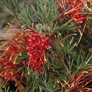 Grevillea delta unspecified picture