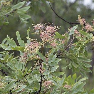 Grevillea decurrens unspecified picture