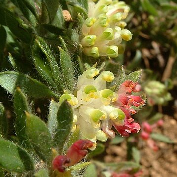 Grevillea drummondii unspecified picture