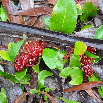 Grevillea laurifolia unspecified picture