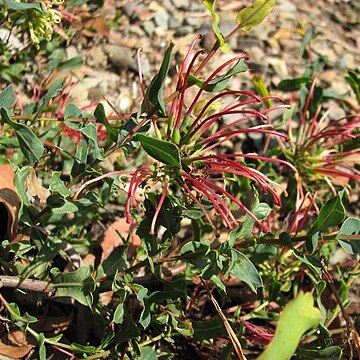 Grevillea maccutcheonii unspecified picture