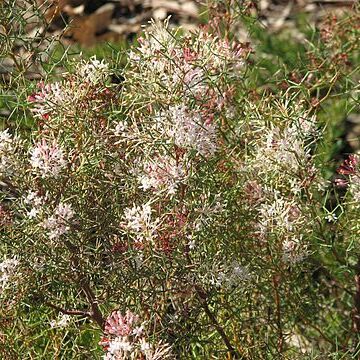 Grevillea levis unspecified picture