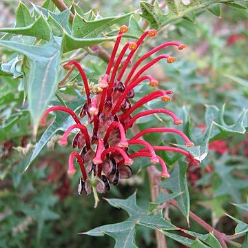 Grevillea montis-cole unspecified picture