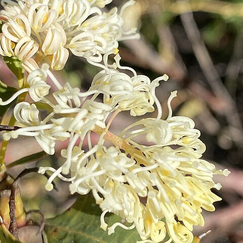 Grevillea monticola unspecified picture