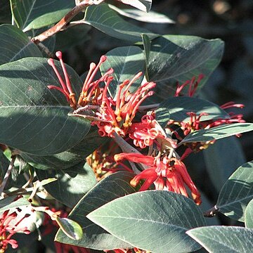 Grevillea burrowa unspecified picture