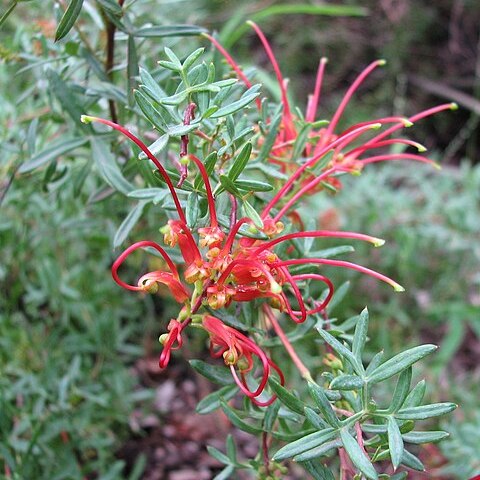 Grevillea ripicola unspecified picture