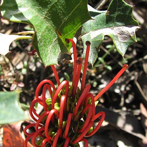 Grevillea steiglitziana unspecified picture