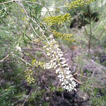 Grevillea subtiliflora unspecified picture