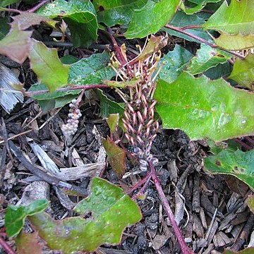 Grevillea repens unspecified picture