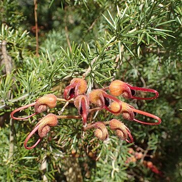 Grevillea batrachioides unspecified picture