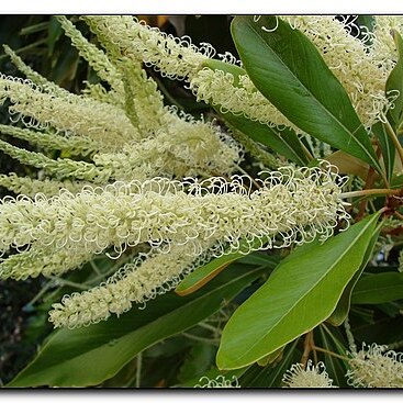 Grevillea baileyana unspecified picture