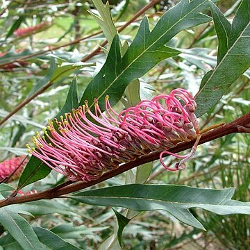 Grevillea barklyana unspecified picture