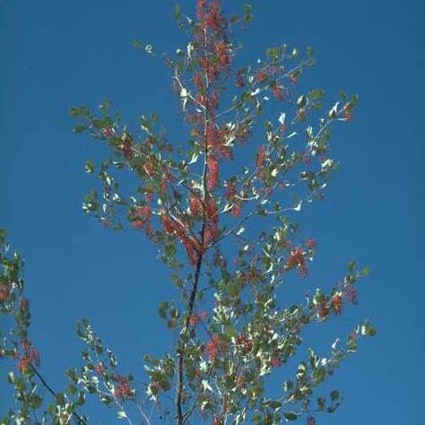 Grevillea byrnesii unspecified picture