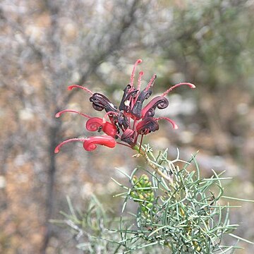 Grevillea wilsonii unspecified picture