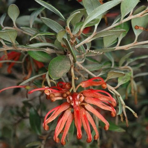 Grevillea brevifolia unspecified picture