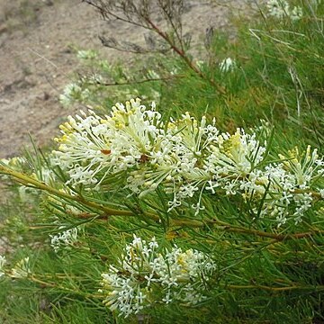 Grevillea curviloba unspecified picture