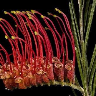 Grevillea beardiana unspecified picture