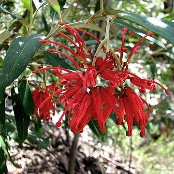 Grevillea victoriae unspecified picture